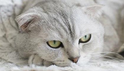 A股游戏龙头凭借摩尔线程狂赚6.4亿，技术突破助力业绩腾飞